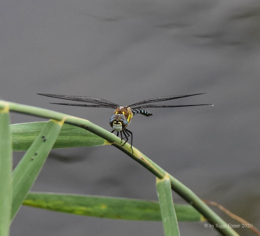 Torf-Mosaikjungfer Aeshna juncea