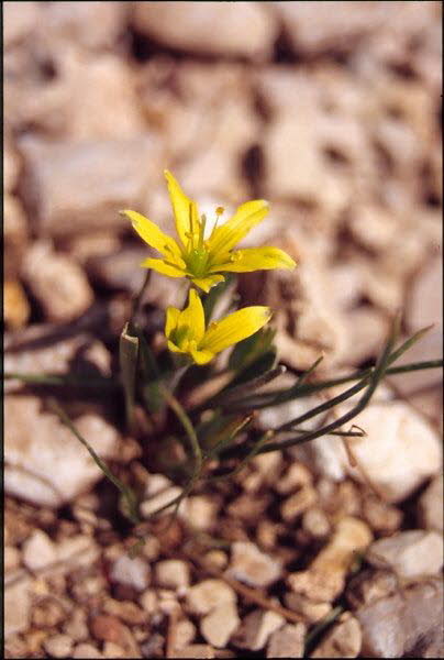 Gelbstern, Rhriger Gagea fragifera