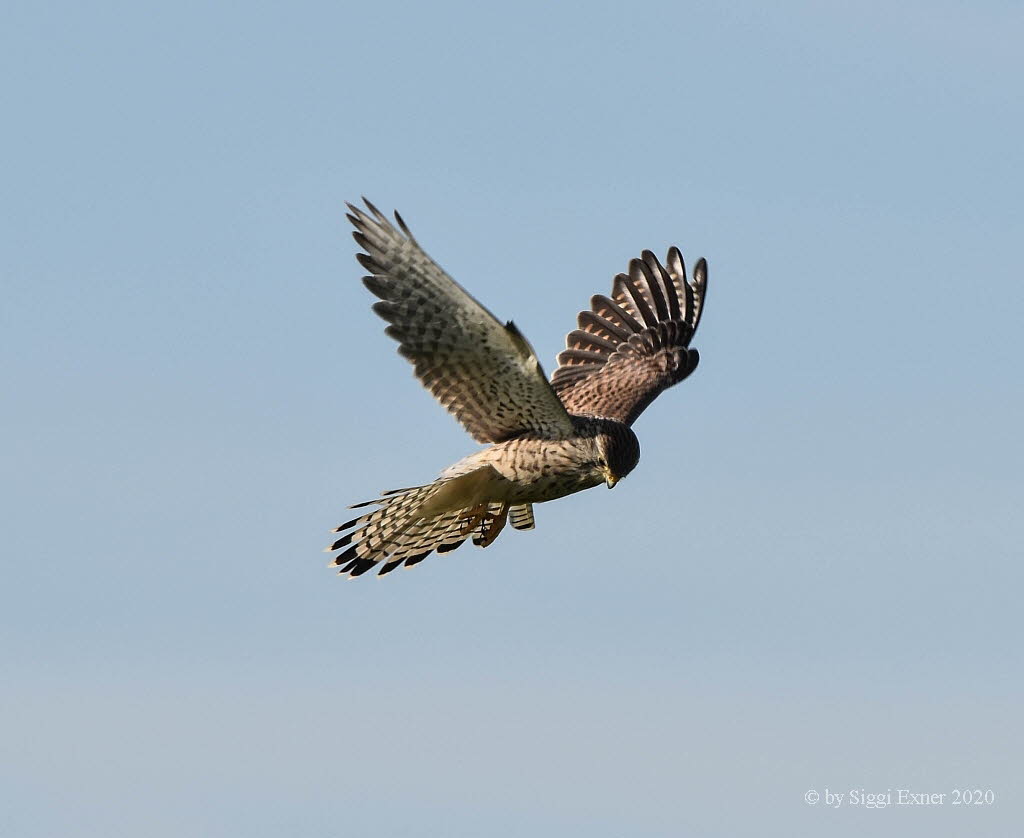 Turmfalke Falco tinnunculus