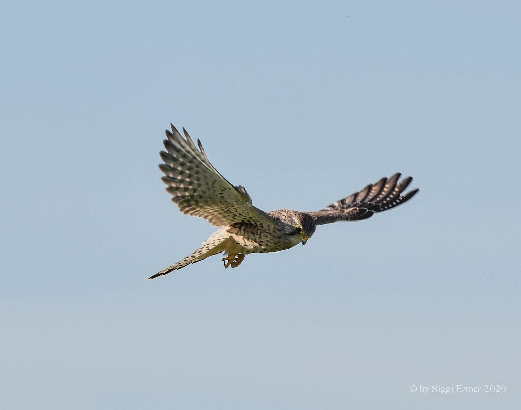 Turmfalke Falco tinnunculus