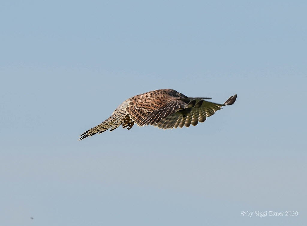 Turmfalke Falco tinnunculus
