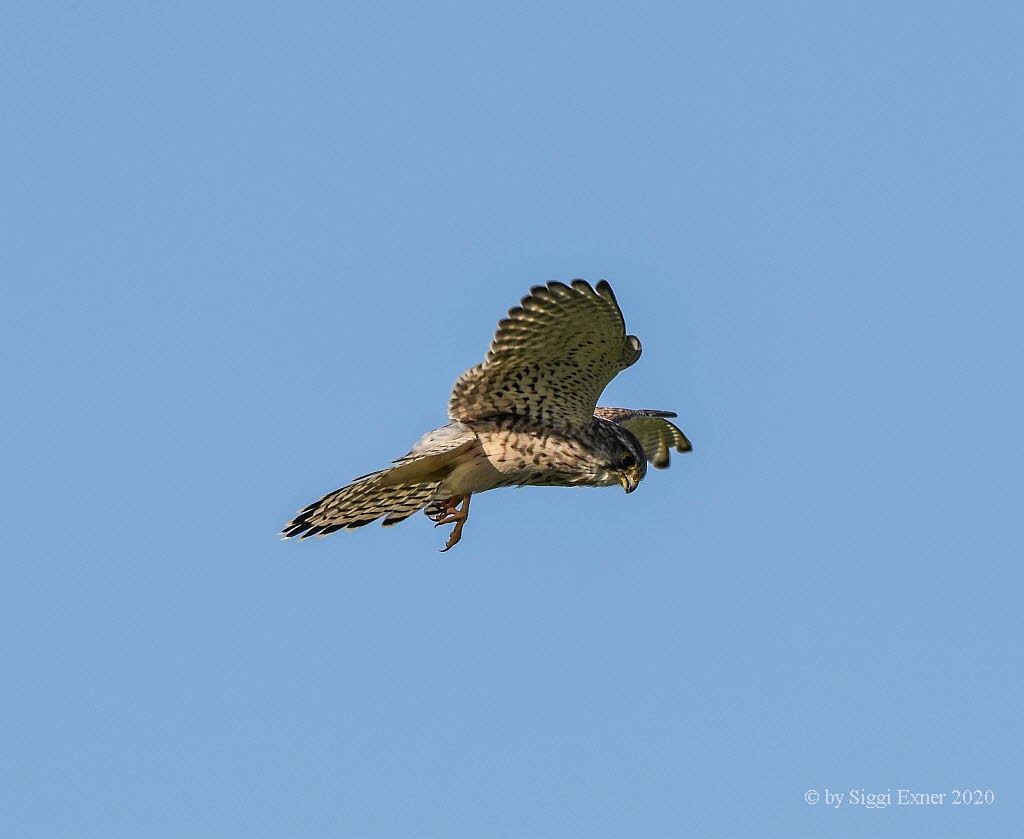 Turmfalke Falco tinnunculus