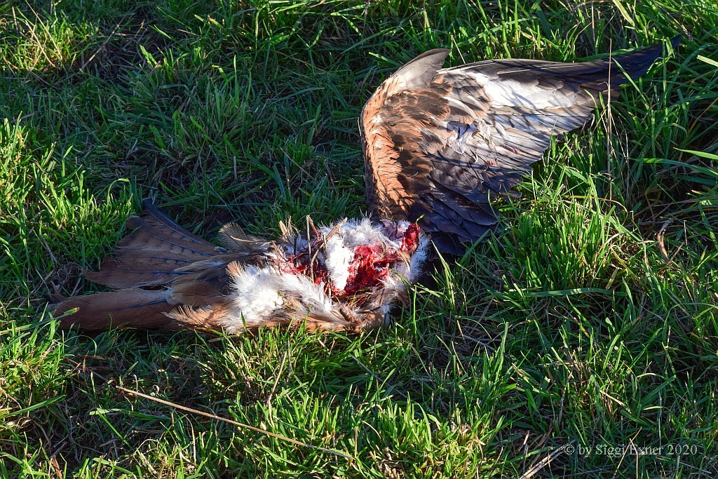 Turmfalke Falco tinnunculus