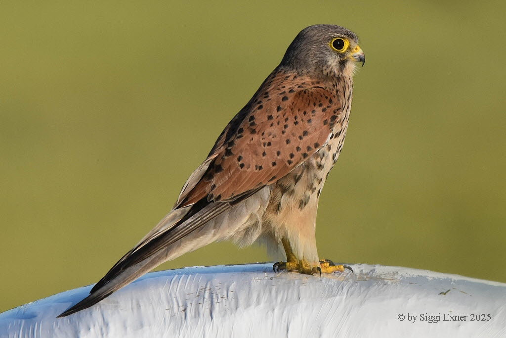 Turmfalke Falco tinnunculus