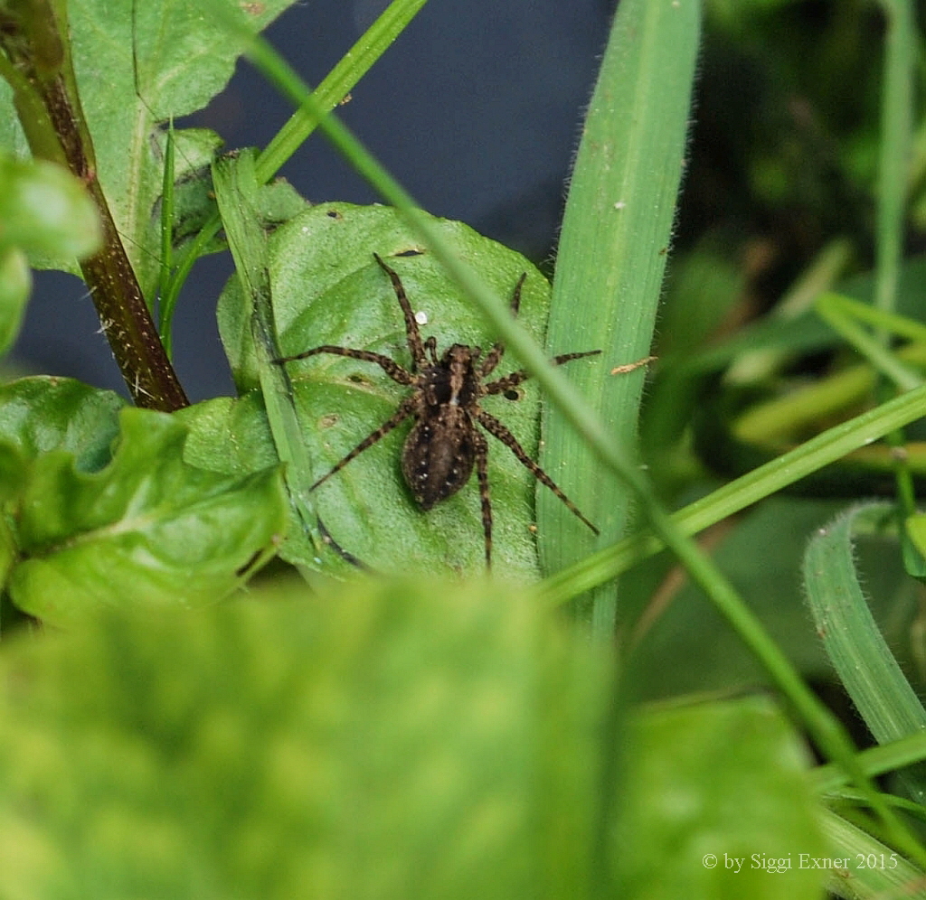 Uferlaufwolf Pardosa amentata