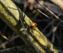 Variable Flach-M. Hippodamia variegata