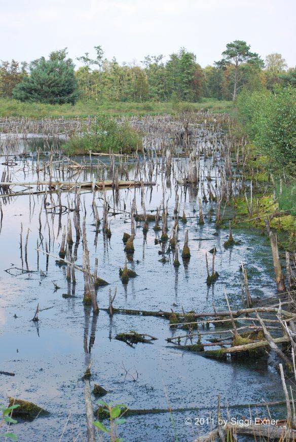 Venner-Moor NABU-Flche