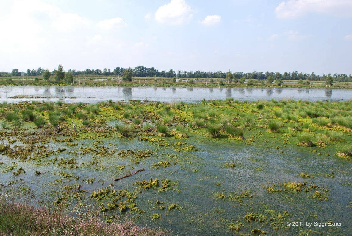 Venner-Moor-Nordwestlicher Bereich