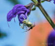 Vernderliche Krabbenspinne Misumena vatia