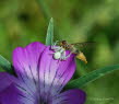 Vernderliche Krabbenspinne Misumena vatia