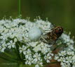 Vernderliche Krabbenspinne Misumena vatia