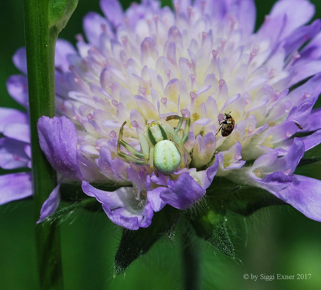 Vernderliche Krabbenspinne Misumena vatia