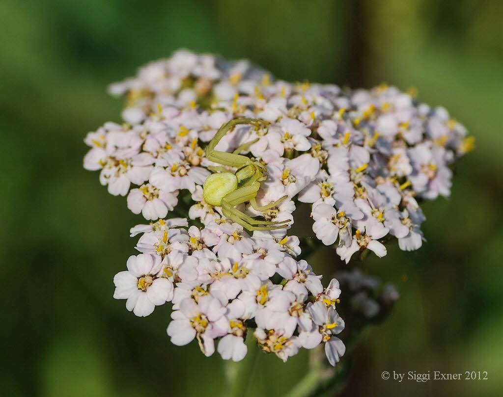 Vernderliche Krabbenspinne Misumena vatia