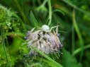 Vernderliche Krabbenspinne Misumena vatia