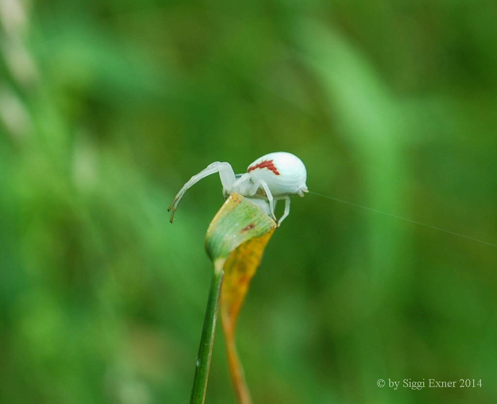 Vernderliche Krabbenspinne Misumena vatia