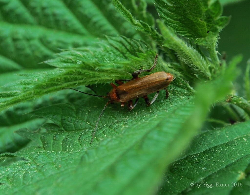 Cantharis livida Vernderlicher Weichkfer