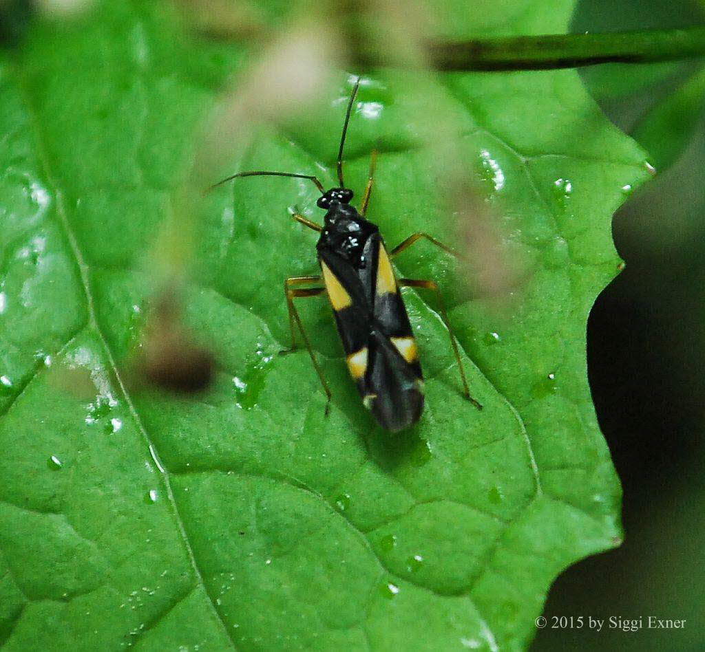 Vierfleck-Eichenwanze Dryophilocoris flavoquadrimaculatus