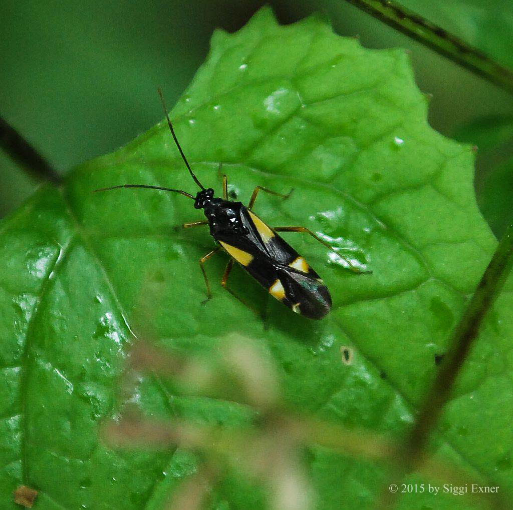 Vierfleck-Eichenwanze Dryophilocoris flavoquadrimaculatus