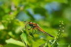 Vierfleck Libellula quadrimaculata