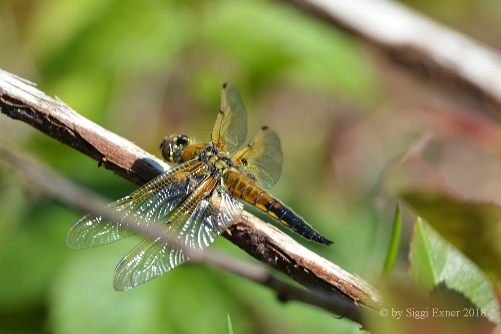 Vierfleck Libellula quadrimaculata