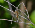 Vierfleck Libellula quadrimaculata