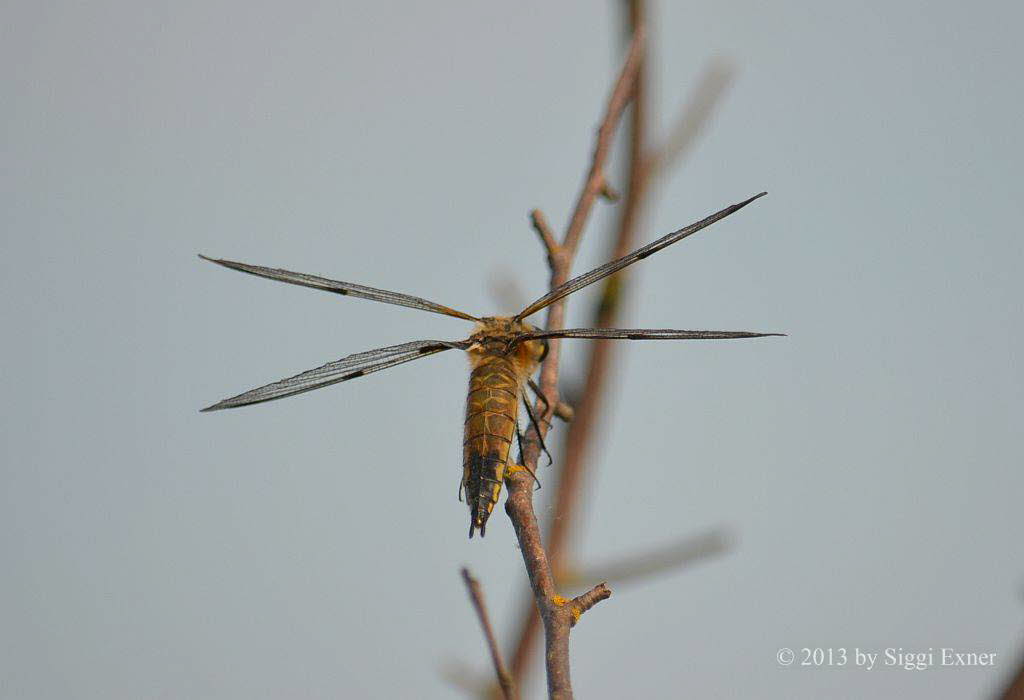 Vierfleck Libellula quadrimaculata