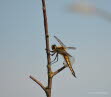 Vierfleck Libellula quadrimaculata