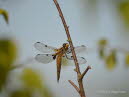 Vierfleck Libellula quadrimaculata