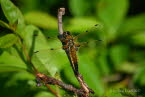 Vierfleck Libellula quadrimaculata