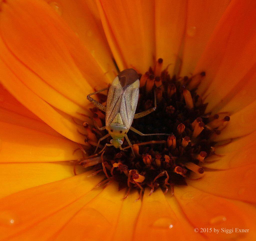 Vierpunktige Zierwanze Adelphocoris quadripunctatus