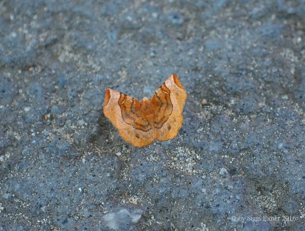 Violettbrauner Mondfleckspanner Selenia tetralunaria