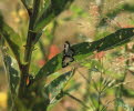 Vogelschmeiß-Spanner Lomaspilis marginata