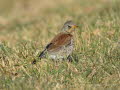 Wacholderdrossel Turdus pilaris