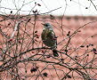 Wacholderdrossel Turdus pilaris