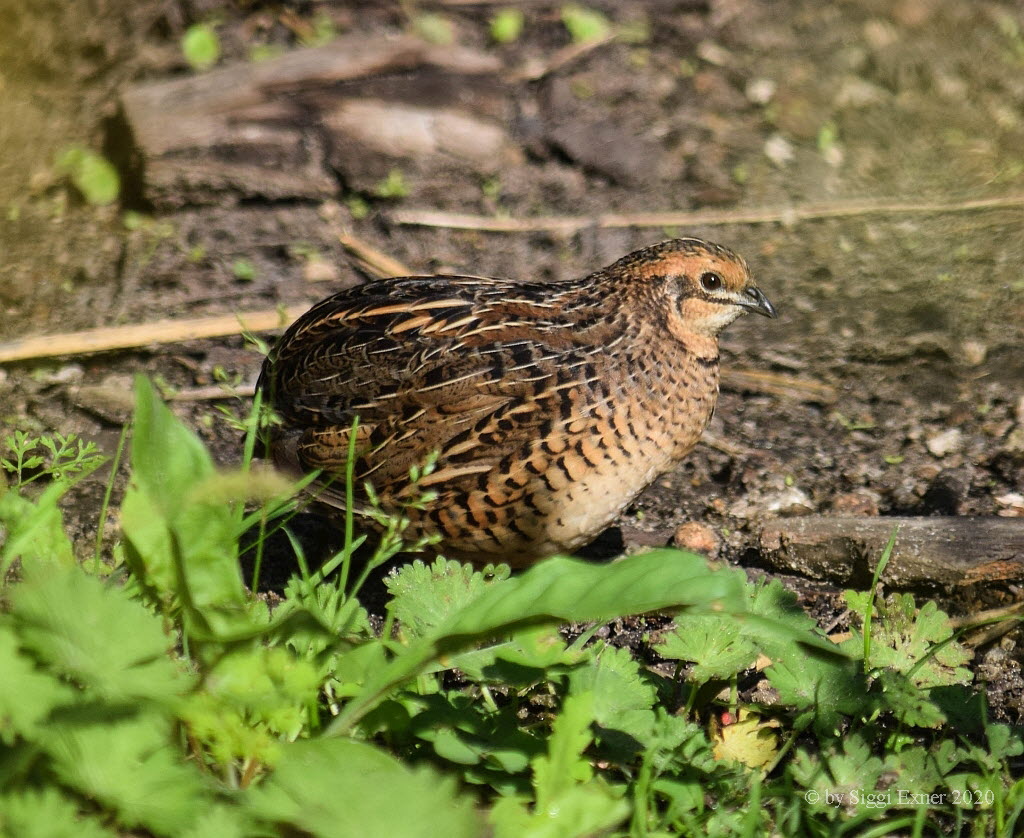 Wachtel Coturnix coturnix