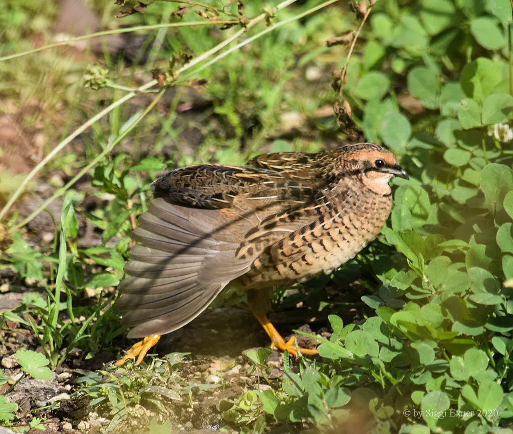 Wachtel Coturnix coturnix