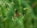 Waffenfliegen Chloromyia formosa