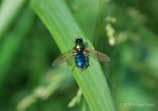 Waffenfliegen Chloromyia formosa