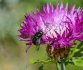 Volucella bombylans bombylans Wald-Hummelschwebfliege