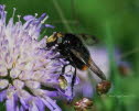 Volucella bombylans bombylans Wald-Hummelschwebfliege