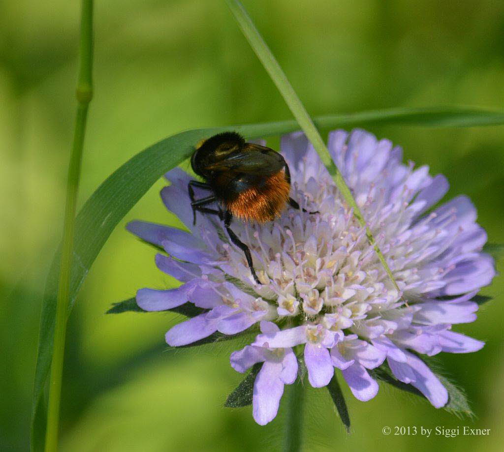 Volucella bombylans Hummel- Waldschwebfliege