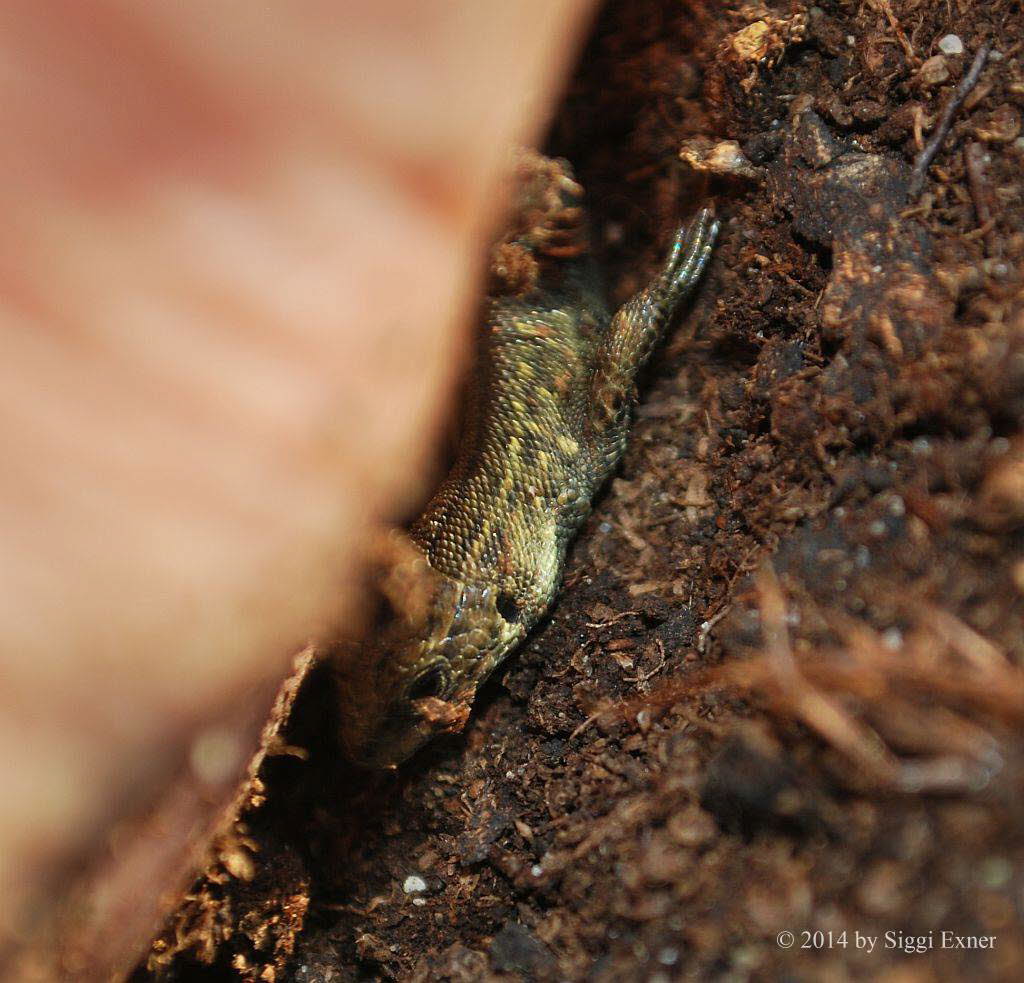 Waldeidechse Zootoca (Lacerta) vivipara