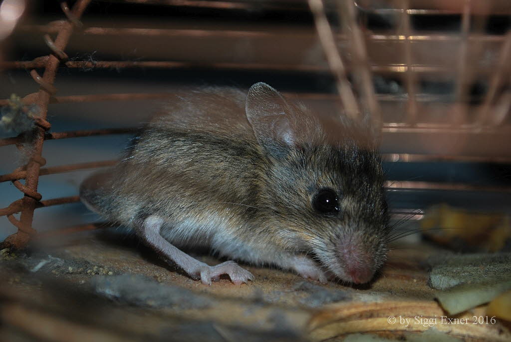 Waldmaus Apodemus sylvaticus