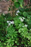 Waldmeister Galium odoratum 