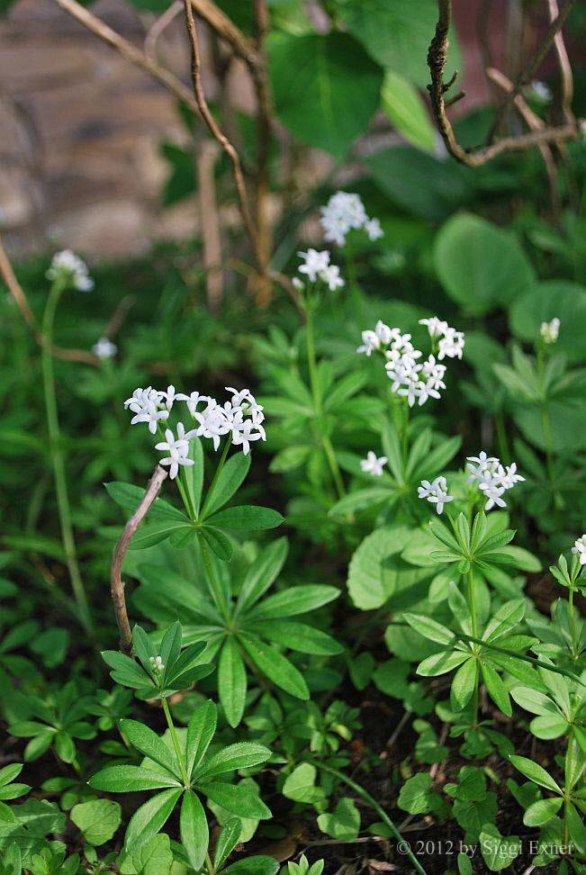 Waldmeister Galium odoratum 