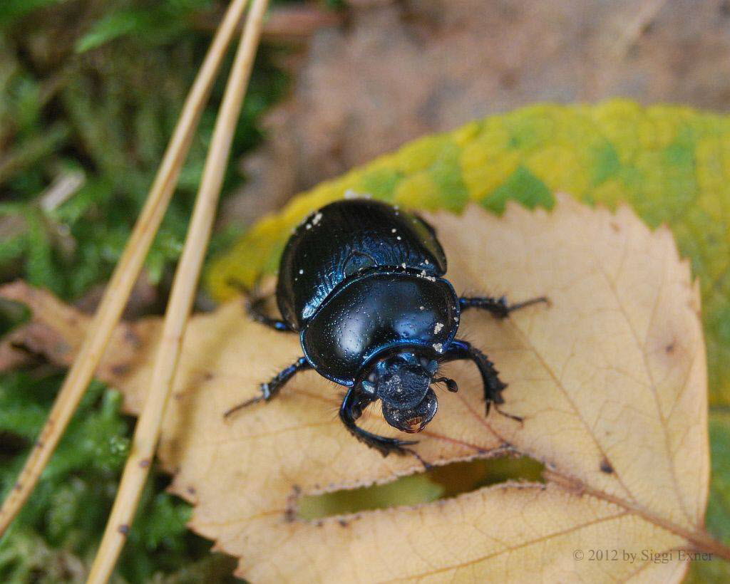 Waldmistkfer Anoplotrupes stercorosus