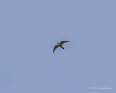 Wanderfalke Falco peregrinus