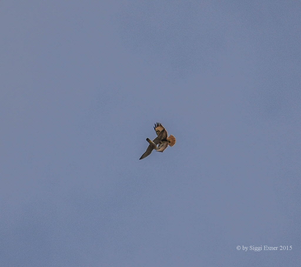 Wanderfalke Falco peregrinus