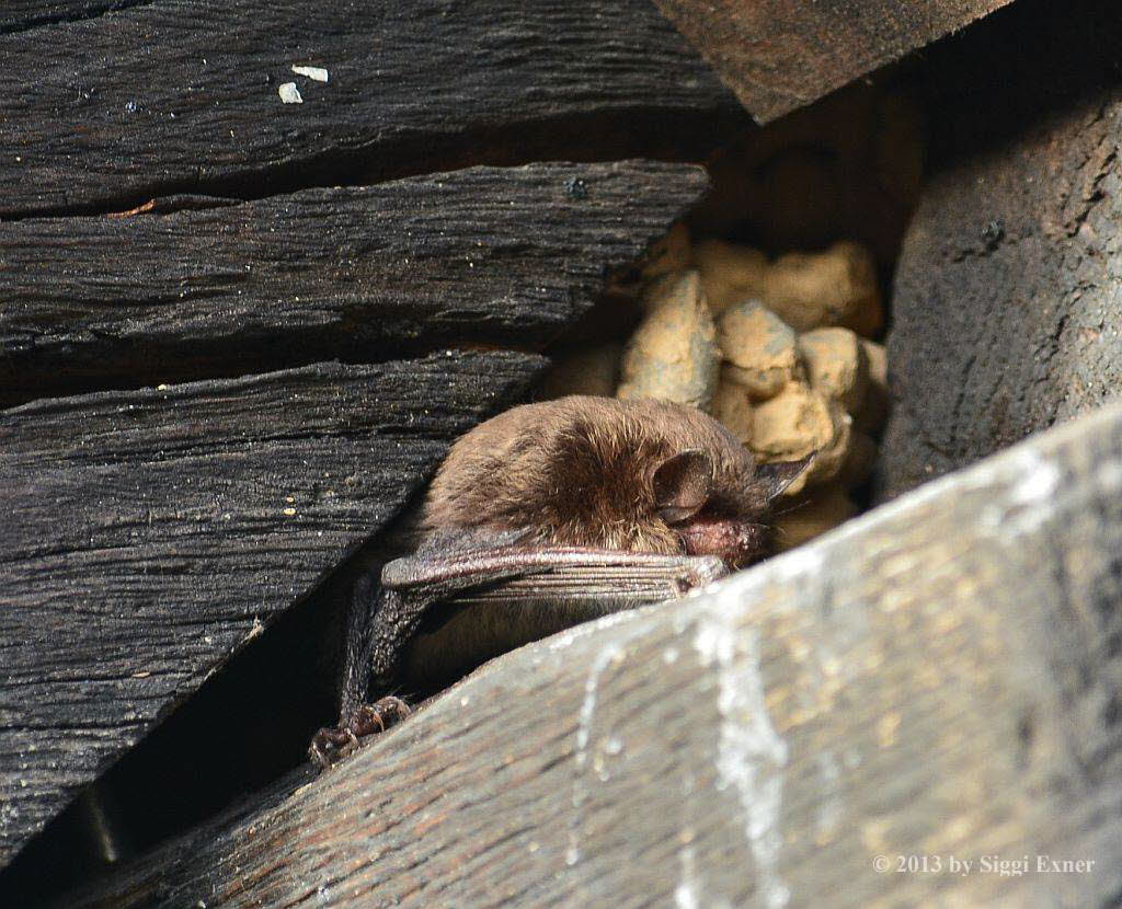 Wasserfledermaus Myotis daubentonii