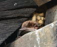 Wasserfledermaus Myotis daubentonii